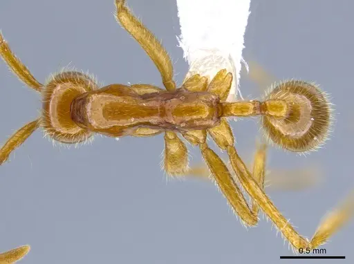 Neivamyrmex humilis specimen CASENT0612220 image casent0612220_1