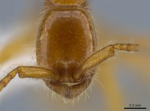 Neivamyrmex humilis specimen CASENT0612220 image casent0612220_2