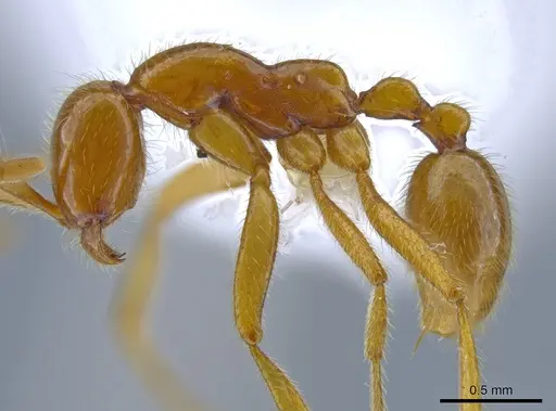 Neivamyrmex humilis specimen CASENT0612220 image casent0612220_3