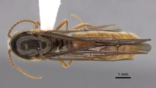 Neivamyrmex humilis specimen CASENT0612989 image casent0612989_1