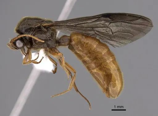 Neivamyrmex humilis specimen CASENT0612989 image casent0612989_3