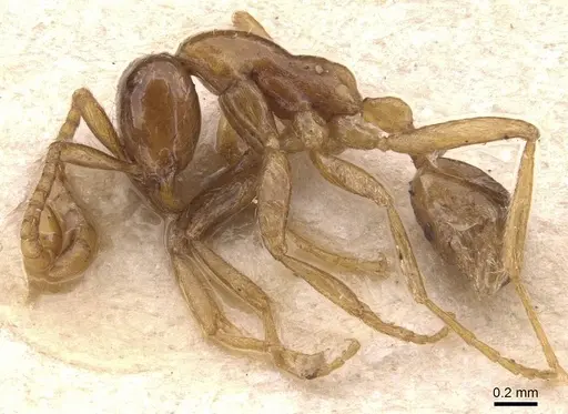 Neivamyrmex humilis specimen CASENT0905725 image casent0905725_3