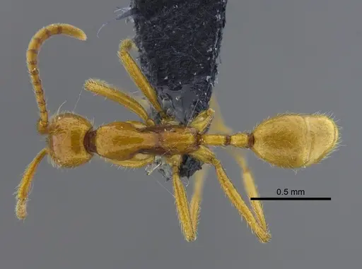 Neivamyrmex humilis specimen CBUMAGENT41860 image cbumagent41860_1