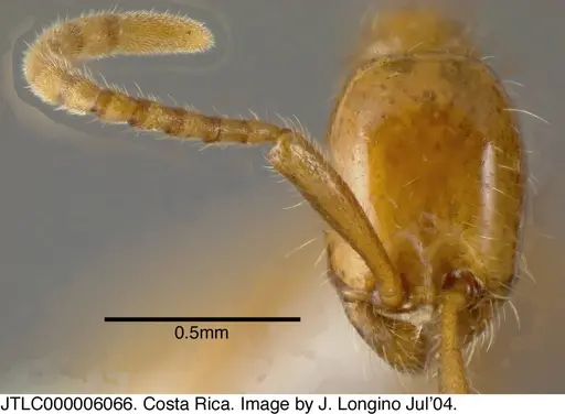 Neivamyrmex humilis specimen JTLC000006066 image jtlc000006066_1