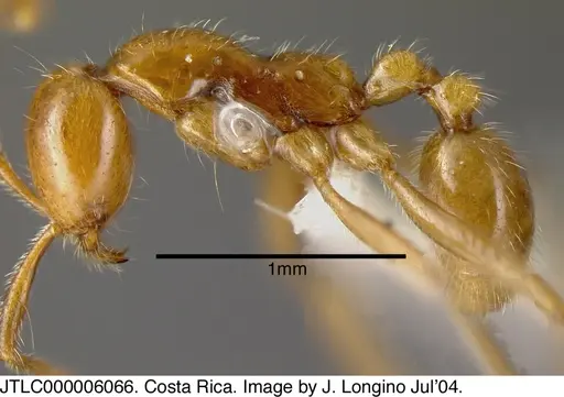 Neivamyrmex humilis specimen JTLC000006066 image jtlc000006066_2