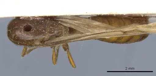 Neivamyrmex iheringi specimen CASENT0905964 image casent0905964_1