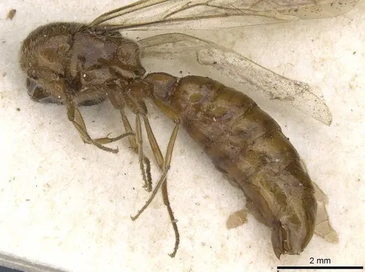 Neivamyrmex iheringi specimen CASENT0905964 image casent0905964_3