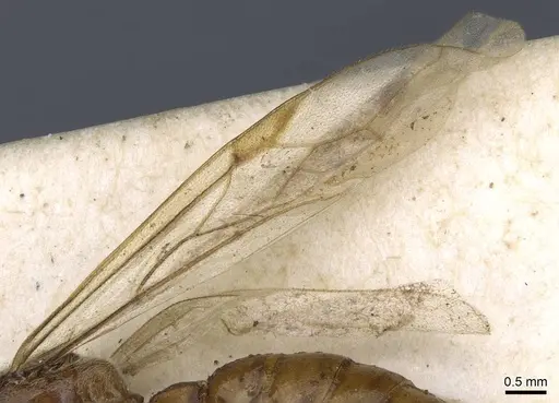 Neivamyrmex iheringi specimen CASENT0905964 image casent0905964_4