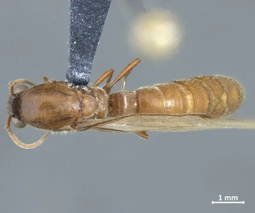 Neivamyrmex iheringi specimen DZUP549825 image dzup549825_1