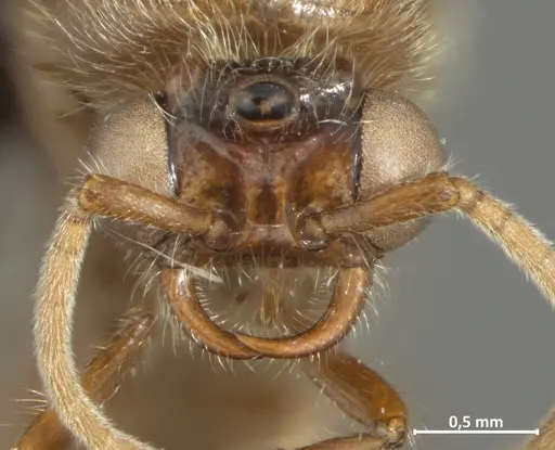 Neivamyrmex iheringi specimen DZUP549825 image dzup549825_2