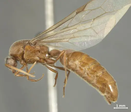 Neivamyrmex iheringi specimen DZUP549825 image dzup549825_3
