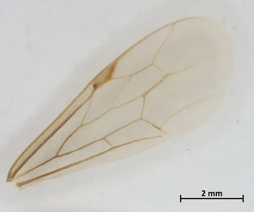Neivamyrmex iheringi specimen DZUP549825 image dzup549825_4