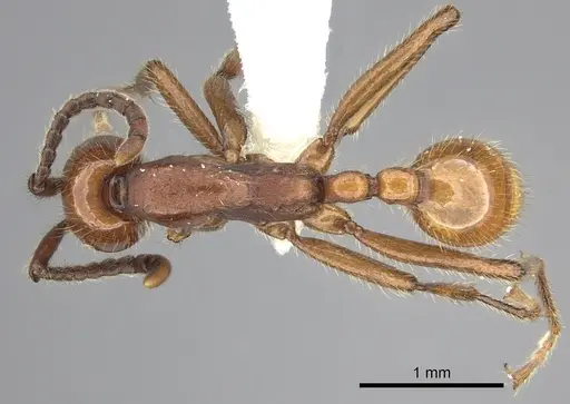 Neivamyrmex impudens specimen CASENT0609744 image casent0609744_1