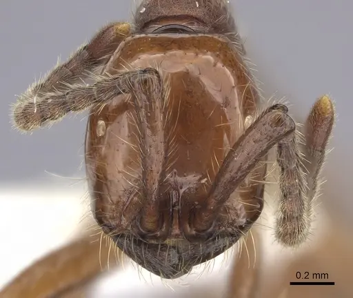 Neivamyrmex impudens specimen CASENT0609744 image casent0609744_2