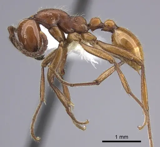 Neivamyrmex impudens specimen CASENT0609744 image casent0609744_3