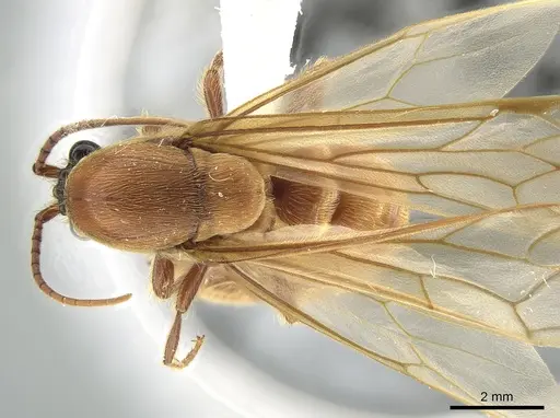 Neivamyrmex impudens specimen CASENT0650183 image casent0650183_1