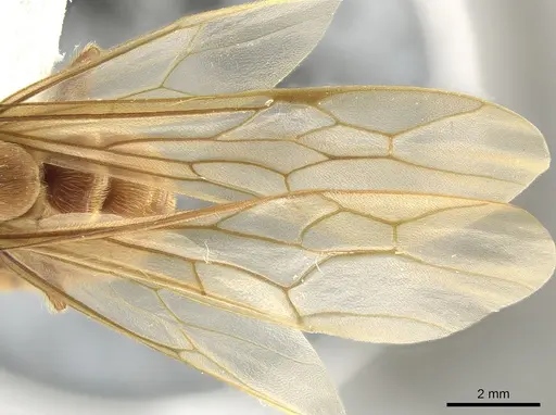 Neivamyrmex impudens specimen CASENT0650183 image casent0650183_2
