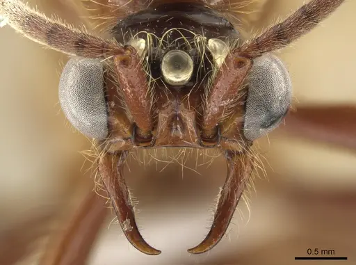 Neivamyrmex impudens specimen CASENT0650183 image casent0650183_3