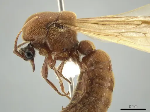 Neivamyrmex impudens specimen CASENT0650183 image casent0650183_4