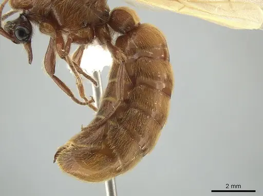 Neivamyrmex impudens specimen CASENT0650183 image casent0650183_5
