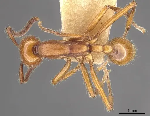 Neivamyrmex impudens specimen CASENT0911153 image casent0911153_1
