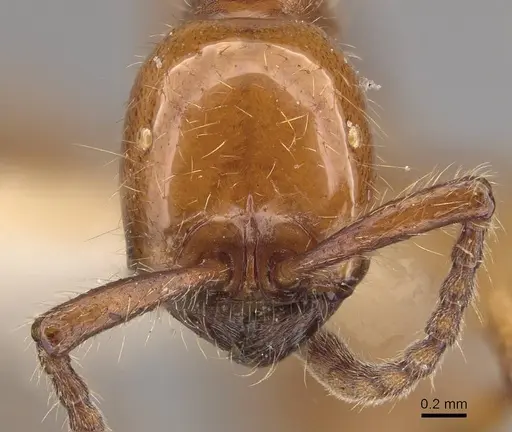 Neivamyrmex impudens specimen CASENT0911153 image casent0911153_2