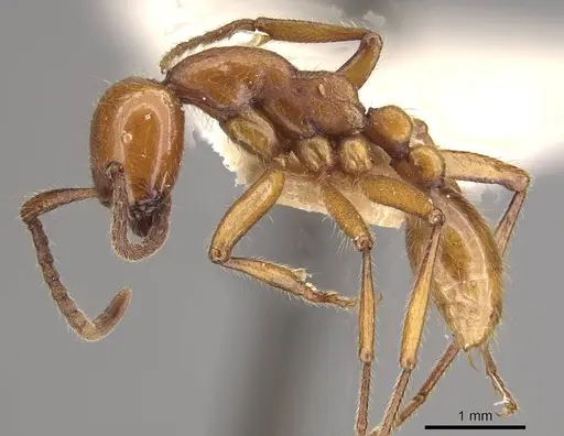 Neivamyrmex impudens specimen CASENT0911153 image casent0911153_3