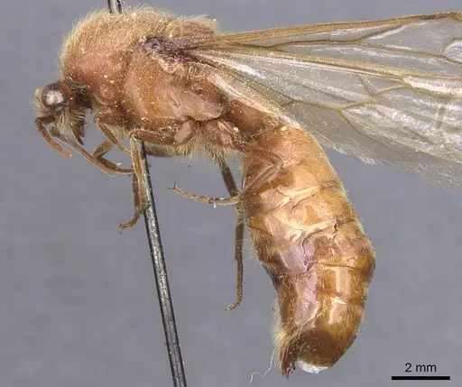 Neivamyrmex inca specimen CASENT0911400 image casent0911400_3