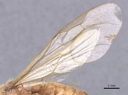 Neivamyrmex inca specimen CASENT0911400 image casent0911400_4
