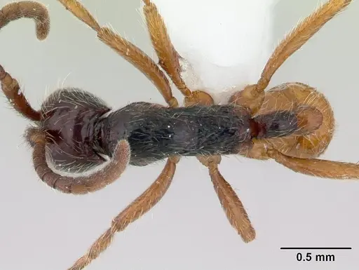 Neivamyrmex iridescens specimen CASENT0178596 image casent0178596_1