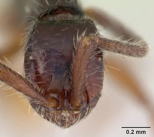 Neivamyrmex iridescens specimen CASENT0178596 image casent0178596_2