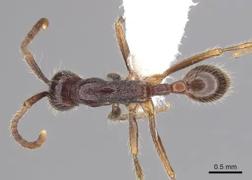 Neivamyrmex iridescens specimen CASENT0249488 image casent0249488_1