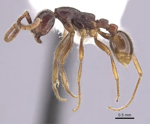 Neivamyrmex iridescens specimen CASENT0249488 image casent0249488_3