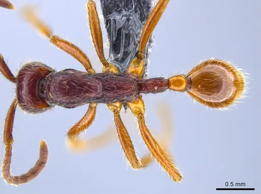 Neivamyrmex iridescens specimen CASENT0650779 image casent0650779_1