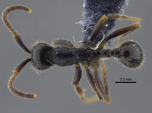 Neivamyrmex iridescens specimen CBUMAGENT41859 image cbumagent41859_1