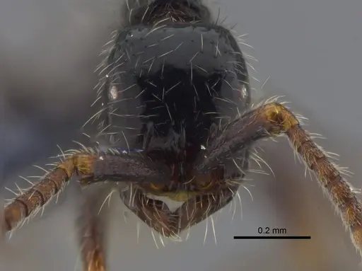 Neivamyrmex iridescens specimen CBUMAGENT41859 image cbumagent41859_2