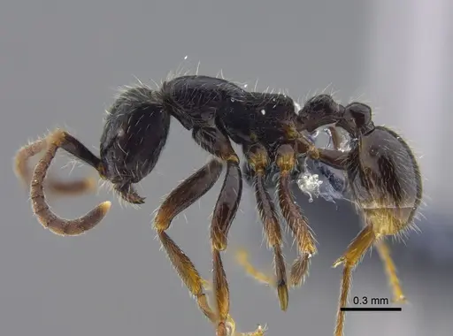 Neivamyrmex iridescens specimen CBUMAGENT41859 image cbumagent41859_3