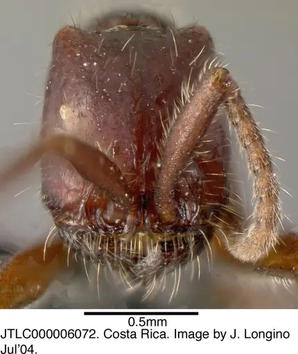 Neivamyrmex iridescens specimen JTLC000006072 image jtlc000006072_1