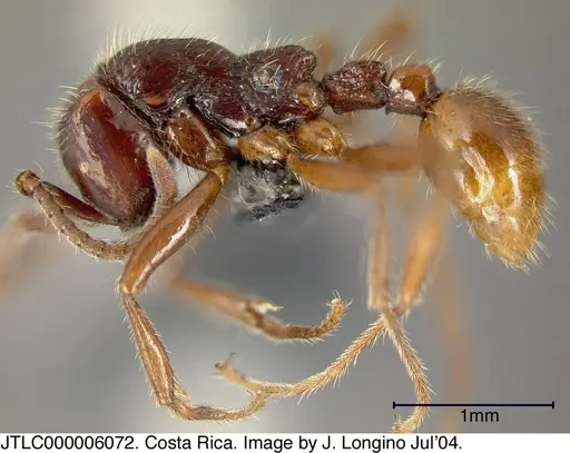 Neivamyrmex iridescens specimen JTLC000006072 image jtlc000006072_2