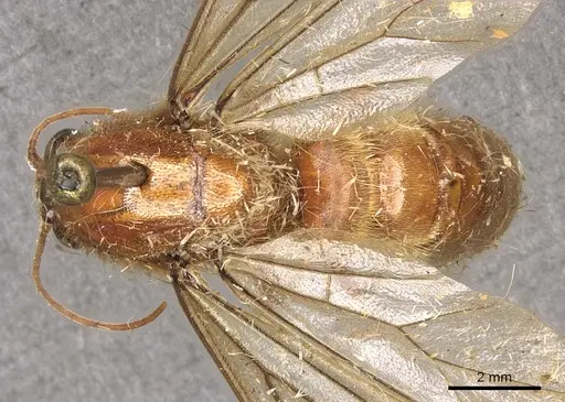 Neivamyrmex jerrmanni specimen CASENT0901978 image casent0901978_1