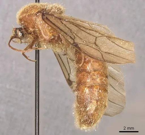 Neivamyrmex jerrmanni specimen CASENT0901978 image casent0901978_3