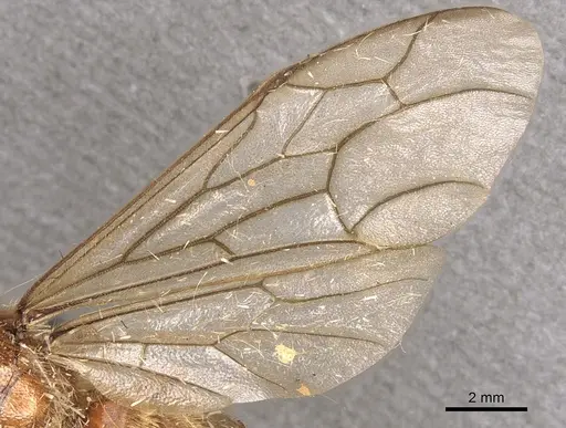 Neivamyrmex jerrmanni specimen CASENT0901978 image casent0901978_4