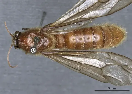 Neivamyrmex jerrmanni specimen CASENT0903738 image casent0903738_1