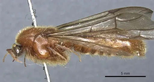 Neivamyrmex jerrmanni specimen CASENT0903738 image casent0903738_3
