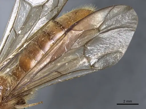 Neivamyrmex jerrmanni specimen CASENT0903738 image casent0903738_4