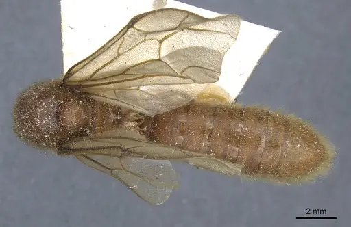 Neivamyrmex jerrmanni specimen CASENT0905963 image casent0905963_1