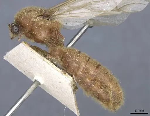 Neivamyrmex jerrmanni specimen CASENT0905963 image casent0905963_3
