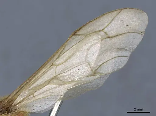 Neivamyrmex jerrmanni specimen CASENT0905963 image casent0905963_4