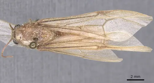 Neivamyrmex jerrmanni specimen CASENT0911401 image casent0911401_1