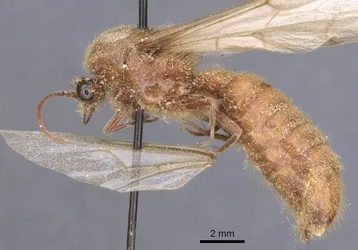 Neivamyrmex jerrmanni specimen CASENT0911401 image casent0911401_3